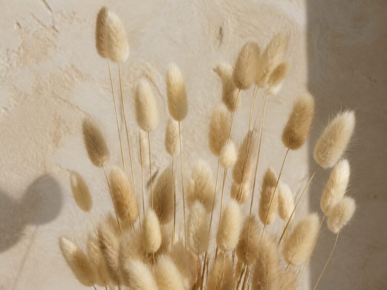 לגורוס (זנב ארנב) - צילום מילון פרחים של Wildflower - תצלום נוסף