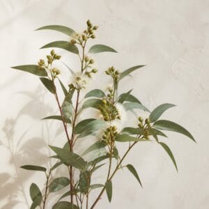 אקליפטוס - צילום מילון פרחים של Wildflower