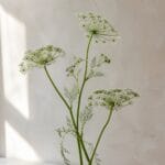 אמיתה - צילום מילון פרחים של Wildflower